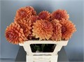 Георгин-Dahlia-Dec Renat Tosio-55cm 1c6a4538-bfa4-11ec-0a80-0b4c0006a327