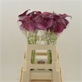 Калла-Zantedechia-Bordeaux-/55cm 1c89e8ca-a5cf-11ef-0a80-18b7004122bf
