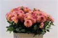 Георгин-Dahlia-Chanel-60cm 1c8b2a63-bfa4-11ec-0a80-0b4c0006a34b