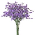 Лимониум-Limonium-Ov Skylight-80cm-30gr 1c98e371-72e4-11ed-0a80-00bd0017139d