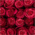 Роза-Rosa-Cherry O-50cm-IS 1ca39454-bfa9-11ec-0a80-0b4c000b0cee