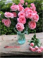 Роза куст-Rosa sp-Femke Flow-60cm-RS 1ca88871-303c-11ed-0a80-01290023be5b
