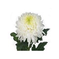 Хризантема одн-Chrysant Gr-Magnum-70cm-110gr 1caa4f58-72e4-11ed-0a80-00bd001713a0
