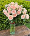 Роза куст-Rosa sp-Holly-40cm-RS 1cac2e8c-3a30-11ef-0a80-1170000196d0