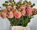 Георгин-Dahlia-Lindas Baby-50cm 1cb461ac-bfa4-11ec-0a80-0b4c0006a378