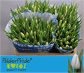 Тюльпан-Tulip-En Snowmen-40cm-42gr 0251d10f-b243-11ef-0a80-199e001580ff