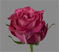 Роза-Rosa-Caralinda-50cm-QA 1cf3ad5a-bfa9-11ec-0a80-0b4c000b0da3