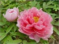 Пион-Paeonia-Corals-PN 1cfefffe-5cd5-11ed-0a80-07a400295a16