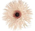 Гербера-Gerbera-Spider Cream Springs Diamond-45cm 1d0ce4de-a72c-11ee-0a80-0038001d4bfc