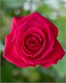 Роза-Rosa-Pink Floyd-60cm-CN 1d0d5eb2-e52d-11ed-0a80-00cb000131f2