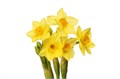 Нарцис-Narcissus-Ta Soleil D Or-45cm-25gr 1d151dd3-a72c-11ee-0a80-0038001d4bff