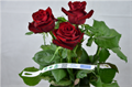Роза-Rosa-Ever Red-50cm-RS 1d1a686d-5c3c-11ed-0a80-000500232e07