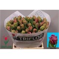 Тюльпан-Tulip-Fr Mascotte-37cm-37gr 0254f64c-b243-11ef-0a80-199e00158102