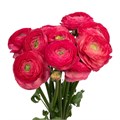 Ранункулус-Ranunculus-Cloni Ex Charleston-45cm 1d28f4f8-a72c-11ee-0a80-0038001d4c05