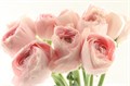 Ранункулус-Ranunculus-Cloni Ex Favola-45cm 1d306683-a72c-11ee-0a80-0038001d4c0b