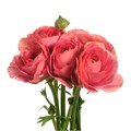 Ранункулус-Ranunculus-Cloni Ex Fragolino-40cm 1d349518-a72c-11ee-0a80-0038001d4c0e