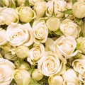 Роза куст-Rosa sp-Royal Porcelina-80cm-RS 1d475f6b-1755-11ee-0a80-14790013471b