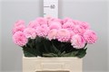 Георгин-Dahlia-Ball Wizz Of Oz-50cm 1d5966fd-bfa4-11ec-0a80-0b4c0006a439