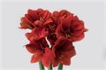 Амариллис St-Hippeastrum St-Ferrari-70cm 1d5b46c2-a72c-11ee-0a80-0038001d4c11