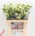 Гвоздика куст-Dianthus Tr- Xanthe-60cm 0255ddda-bfa4-11ec-0a80-0b4c00068bb5