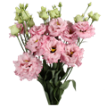 Лизиантус G-Lisianthus G-Alissa Ligh Pi--70cm/ 1d7d2ae1-e1ae-11ec-0a80-06ce00257063