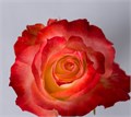 Роза-Rosa-Cabaret-50cm-PE 1d991563-bfa9-11ec-0a80-0b4c000b0f00