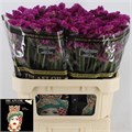 Лимониум-Limonium-S Cherry Wings-80cm-70gr 1d9ee0a2-a72c-11ee-0a80-0038001d4c17