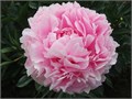 Пион-Paeonia-Sarah Bernhardt--60cm 1db1ca9f-0906-11ee-0a80-0f0f003f1efb