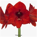 Амариллис St-Hippeastrum St-Red Lion-80cm 1db63b96-a72c-11ee-0a80-0038001d4c1a