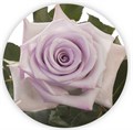 Роза-Rosa-Ocean Song-60cm-OS 1dc51054-baed-11ee-0a80-0baa00012c17