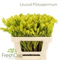 Леукадендрон-Leucadendron-Platyspermum-40cm 1dd4ed54-dd0e-11ed-0a80-05c800317bc8