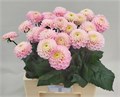 Георгин-Dahlia-Ball Wizz Of Oz-60cm 1dddfc9d-bfa4-11ec-0a80-0b4c0006a539