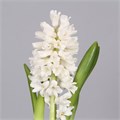 Гиацинт-Hyacinthus-Aiolos (groot)-30cm-30gr 1deb0507-a72c-11ee-0a80-0038001d4c1d