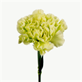 Гвоздика-Carnation-Jungle-70cm-/Si 1df58e0f-921e-11ef-0a80-19c9001ac450