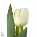 Тюльпан-Tulip-En Antarctica-36cm-33gr 1dfb4401-a72c-11ee-0a80-0038001d4c23