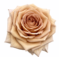 Роза-Rosa-Bailey-40cm-CN 1e002a1e-7b38-11ef-0a80-17060014958a