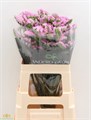 Лимониум-Limonium-Fantasia Wings-60cm-Bg 1e125ee4-11f8-11ee-0a80-0df000168ccc
