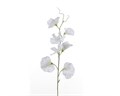 Латирус-Lathyrus-Wi Suns White-/40cm 025f06fa-293d-11ee-0a80-07d50020a5ec