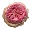 Роза-Rosa-Mansfield Park-40cm-FL 0012a80c-bfa9-11ec-0a80-0b4c000ae5ee