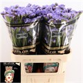 Лимониум-Limonium-S Donau Birds-70cm-52gr 1e177960-a72c-11ee-0a80-0038001d4c29