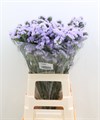 Лимониум-Limonium-S Ocean Wings-80cm-55gr 1e343771-a72c-11ee-0a80-0038001d4c32