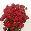 Роза куст-Rosa sp-Miss Follies-53cm-Ti 1e6da898-e39b-11ee-0a80-01bc001e47dc