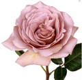 Садовая Роза-Garden Rosa-Cafe Latte-40cm-Af 1e76460e-b3af-11ed-0a80-0db3002840cc