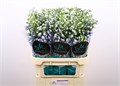 Дельфиниум-Delphinium-Du Guard Laven-60cm 1e772d6e-b863-11ee-0a80-119f003462cf