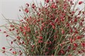 Гениста-Ginster-Berries Red 300Gr 026ee78a-0330-11f0-0a80-13bd0053d76d