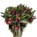 Хеллеборус-Helleborus-Mammoth Red-45cm 1e7d5adb-b863-11ee-0a80-119f003462d2