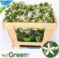 Оксипеталум-Oxypetalum-Co Alba-60cm 1e94cf1e-b863-11ee-0a80-119f003462d8