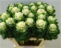 Брассика-Brassica-White Crane-75cm-vp 1e9a8347-a15e-11ed-0a80-067a0008508d