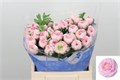 Ранункулус-Ranunculus-Su Ex Favola-45cm-40gr 1e9b975a-b863-11ee-0a80-119f003462db