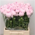 Ранункулус-Ranunculus-Su Hanoi Pink Extra-45cm-60gr 1ea247f9-b863-11ee-0a80-119f003462de